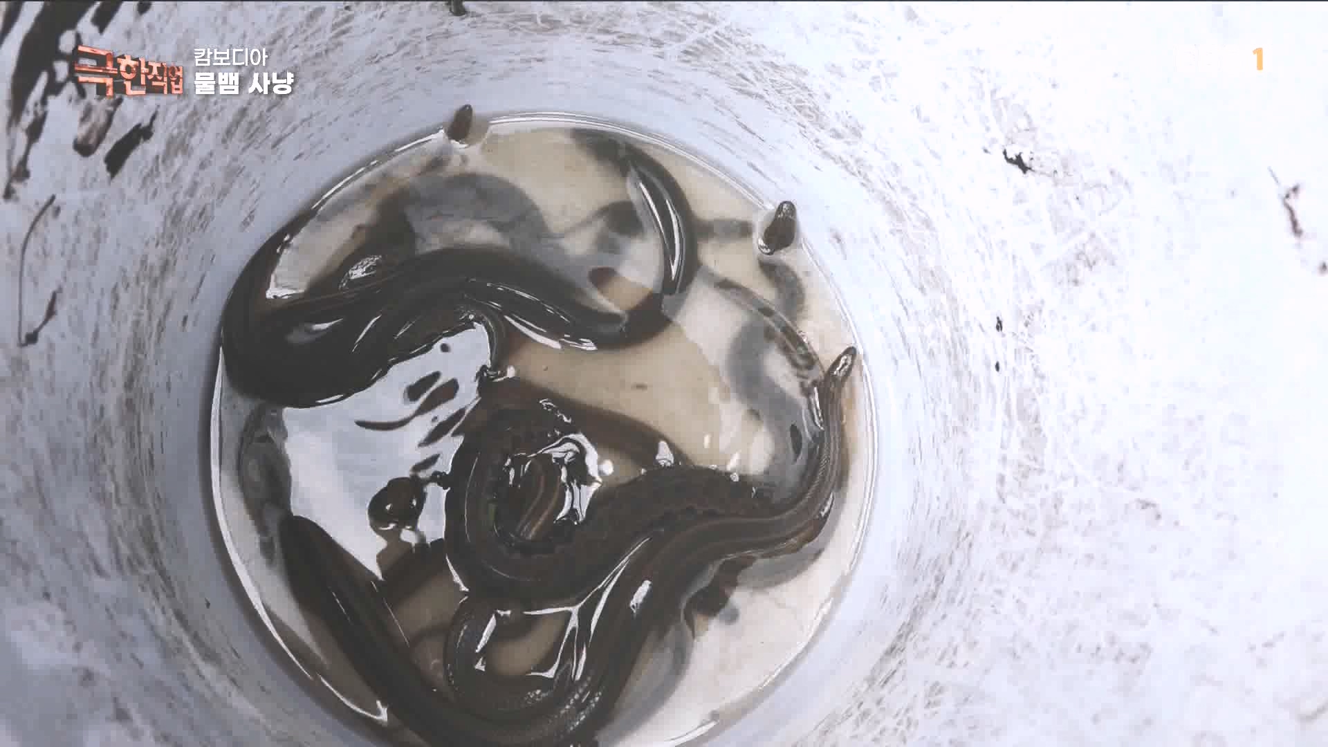 물뱀 사냥과 맹르로브숲의 게잡이 231021.mp4_20231025_211949.633.jpg