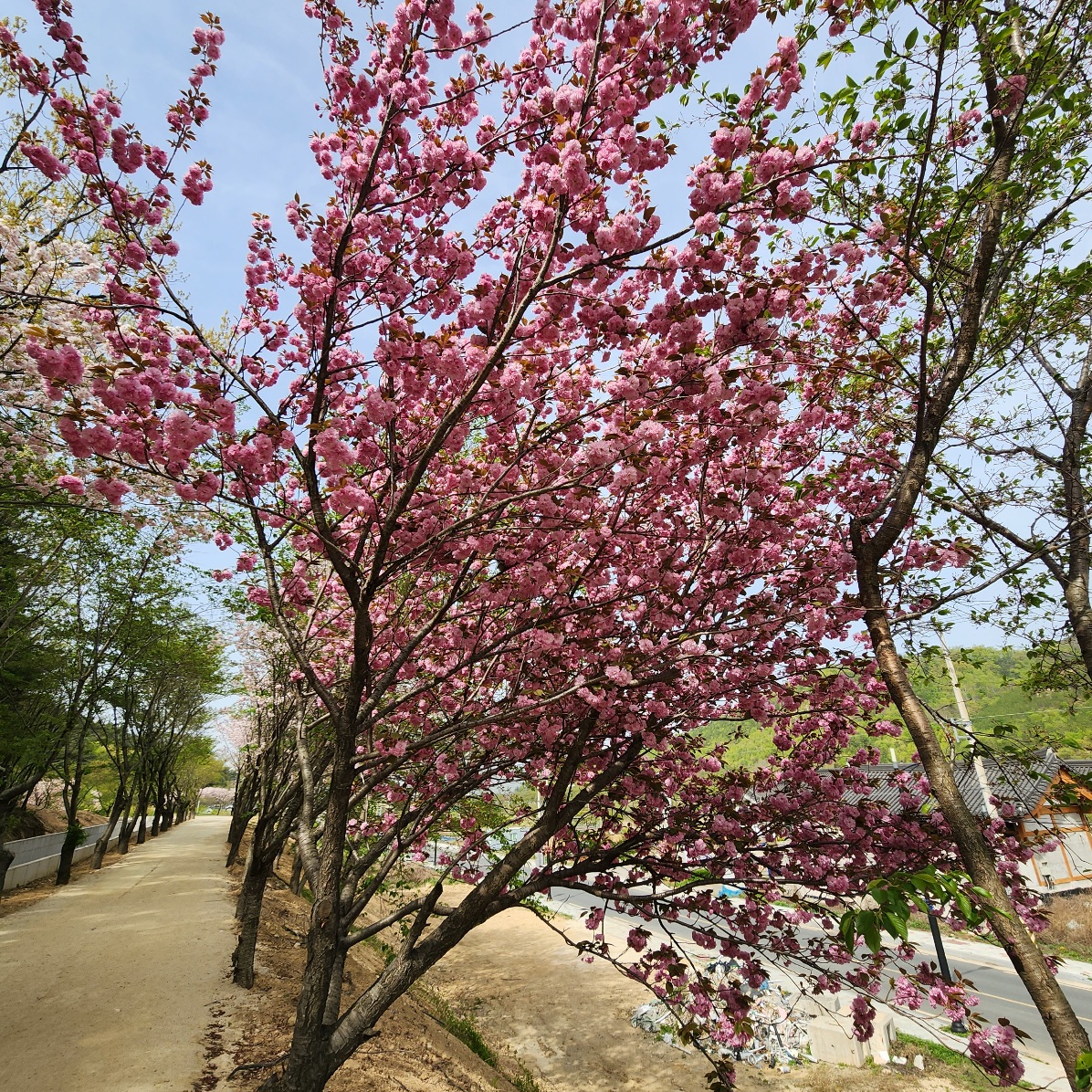 경주-선덕여왕길-겹벚꽃길