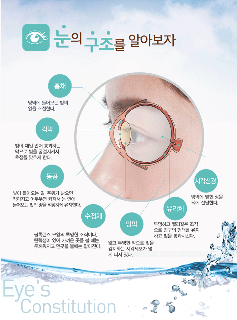  눈의 구조
