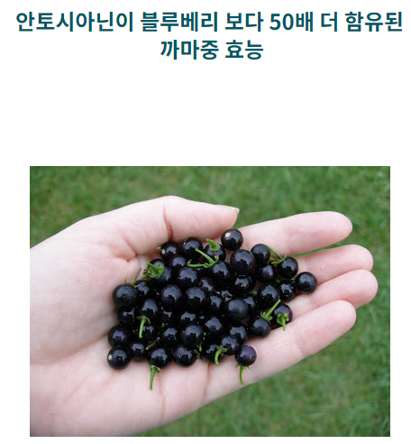 까마중 효능 알짜열매 까마중 효능 알짜열매