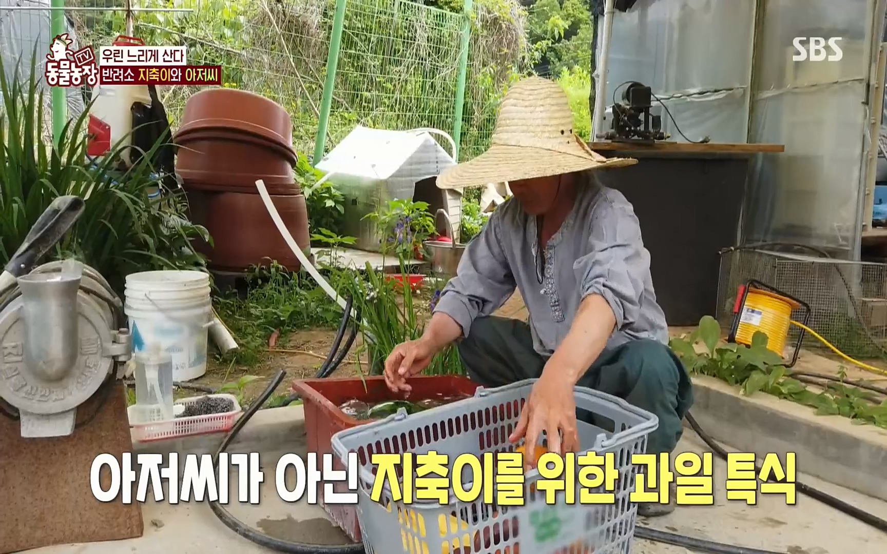 TV 동물농장.E1074.220619p.H264-F1RST.mp4_20220619_181340.951.jpg