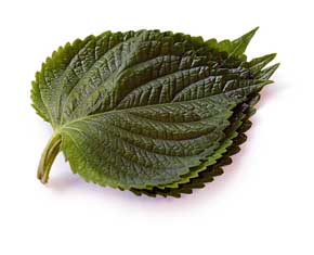  깻잎 효능 10가지 및 부작용 모두 알려드려요
