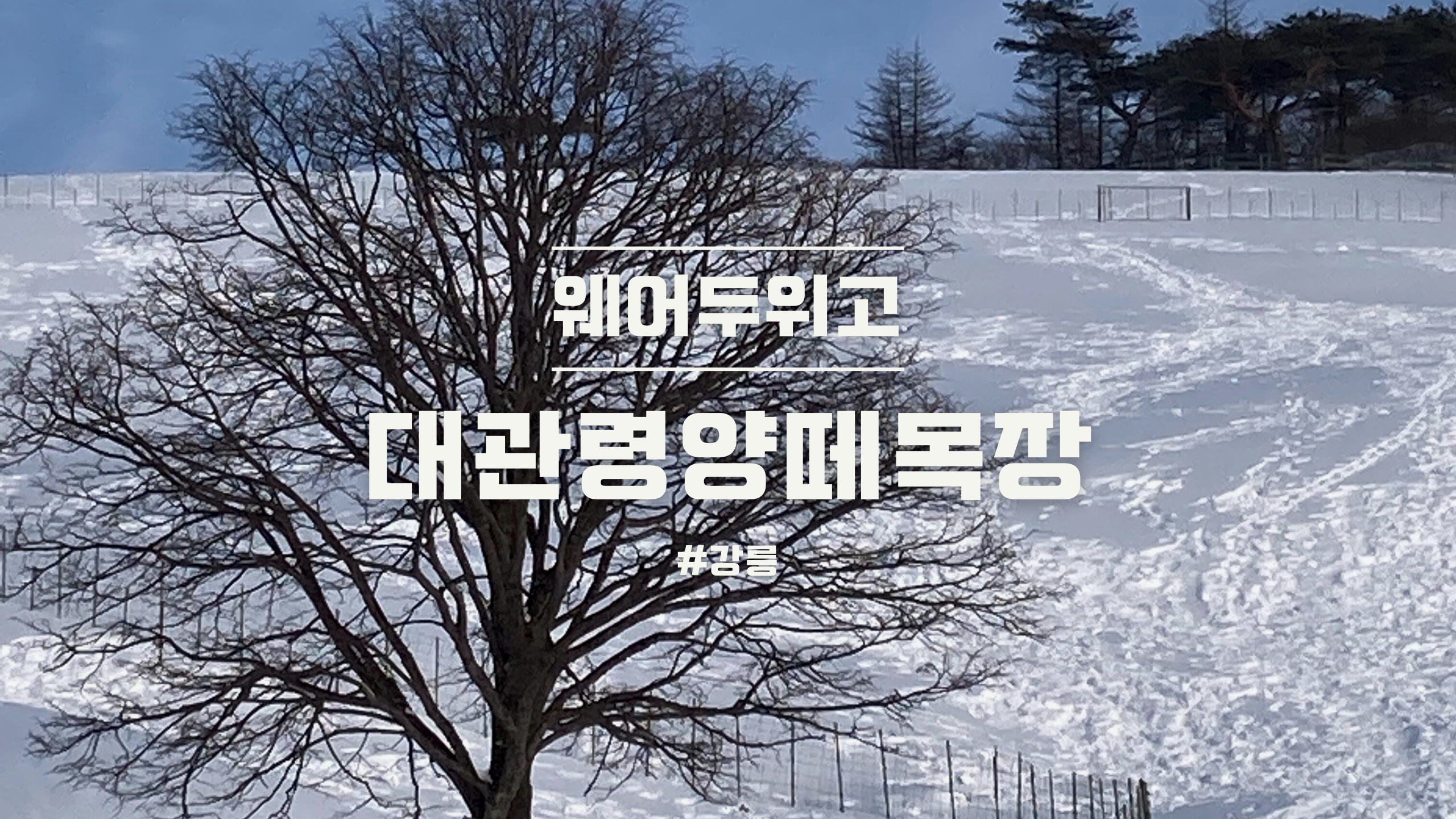 대관령양떼목장