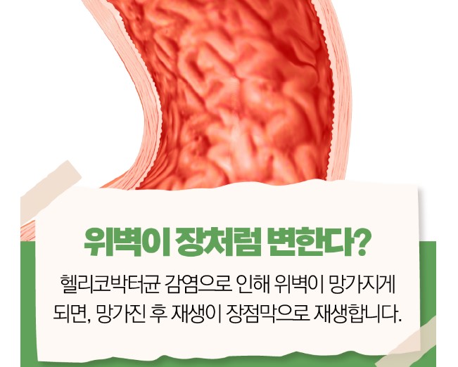 헬리코박터 파이로리 세균의 감염