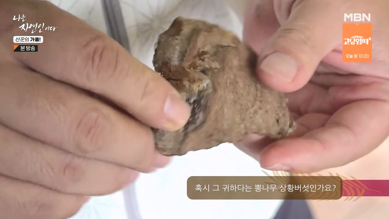 나는 자연인이다.E574.231005p-NEXT.mp4_20231005_200553.064.jpg