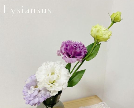  Lysiansus 꽃 사진