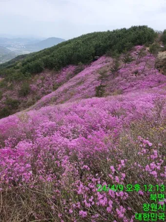 천주산 진달래축제 등산코스 맛집_2