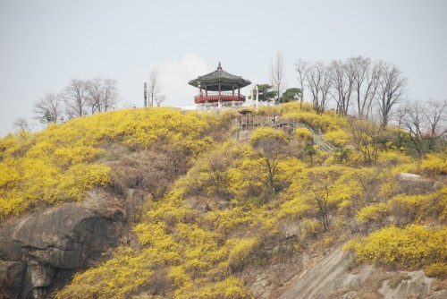 KBS 2TV생생정보 응봉산
