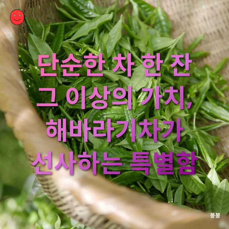해바라기차의 효능_3