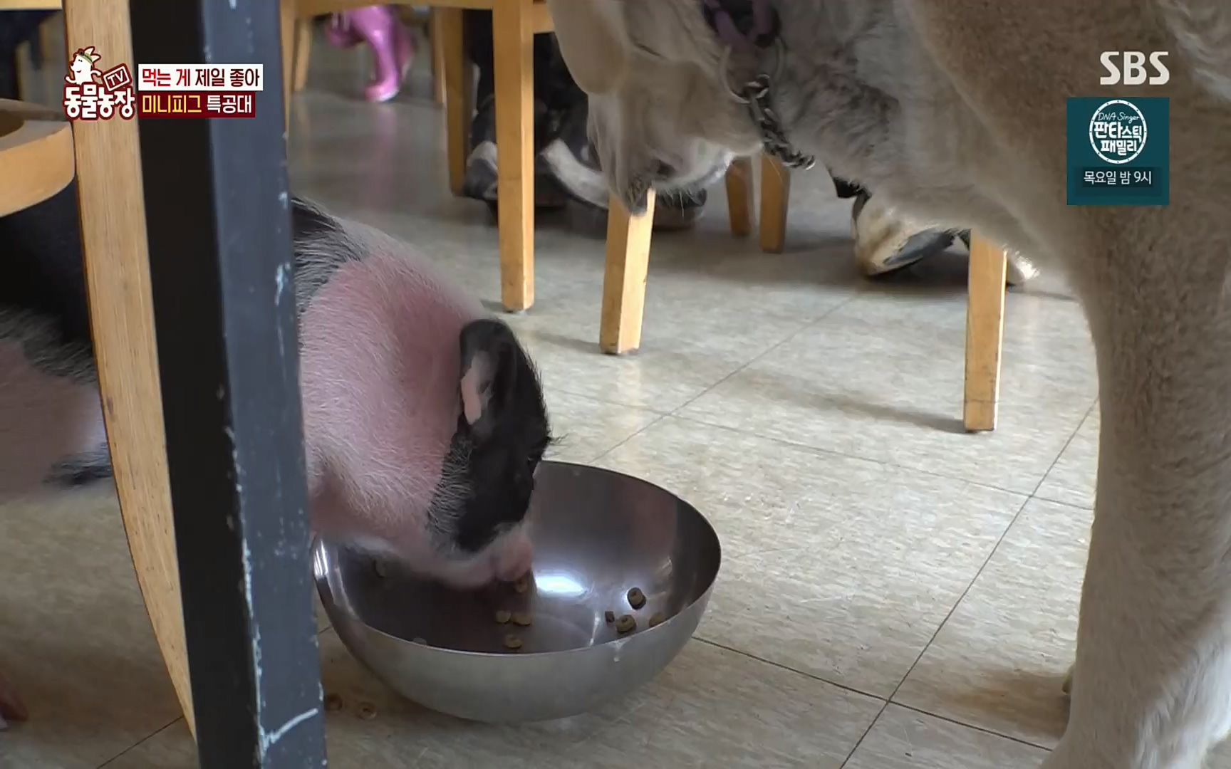 TV 동물농장.E1069.220515p.H264-F1RST.mp4_20220515_181243.368.jpg