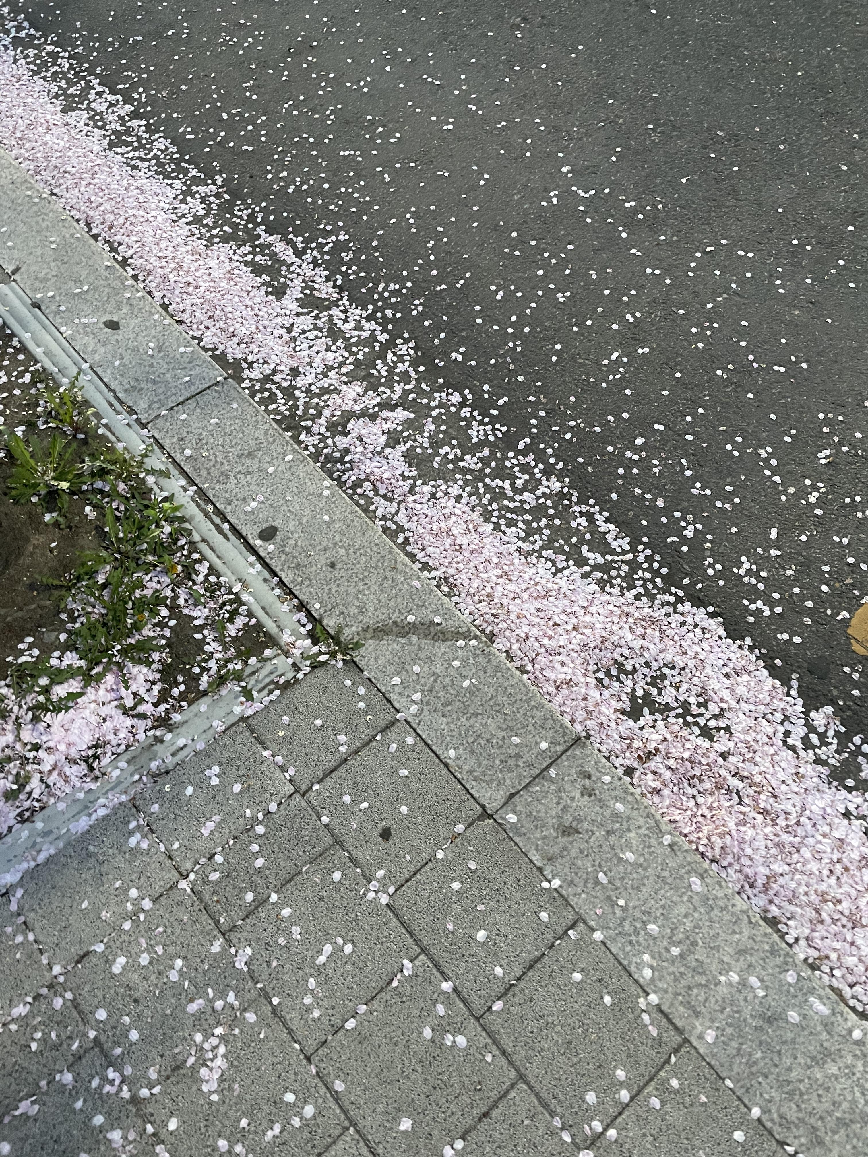 벚꽃이 바닥에 떨어지고 있다