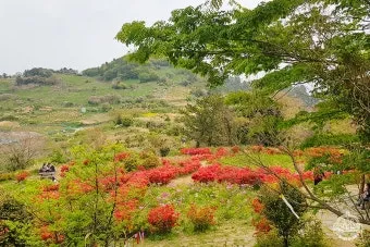 여수 화하도 배편 가는법 즐길거리_27