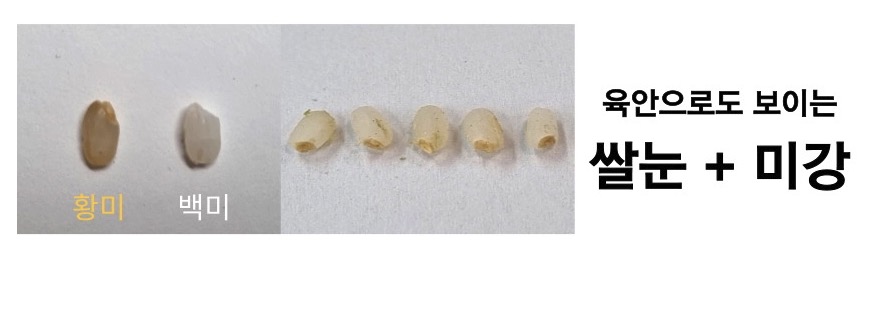 찰진 식감과 체내흡수 빠른 오분도미 황미