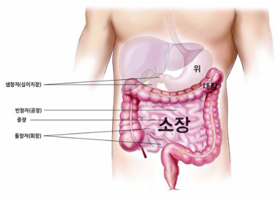  소장의 기능 및 역할