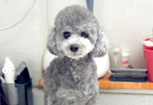 신고자는 추락해 죽은 강아지 2마리 외 다른 강아지라면서 사진을 찍어 올렸다. 신고자는 “구사일생으로 살아남은 강아지는 학대범에게 돌아간다”고 우려했다. 출처 사진 인스타그램, 중앙일보