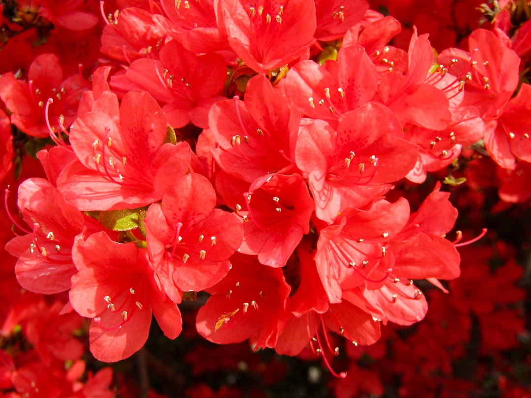 Azalea