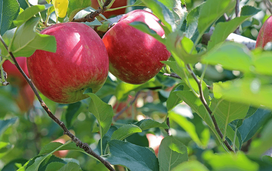 변비에 좋은 과일 사과가 나무에 열려 있다
