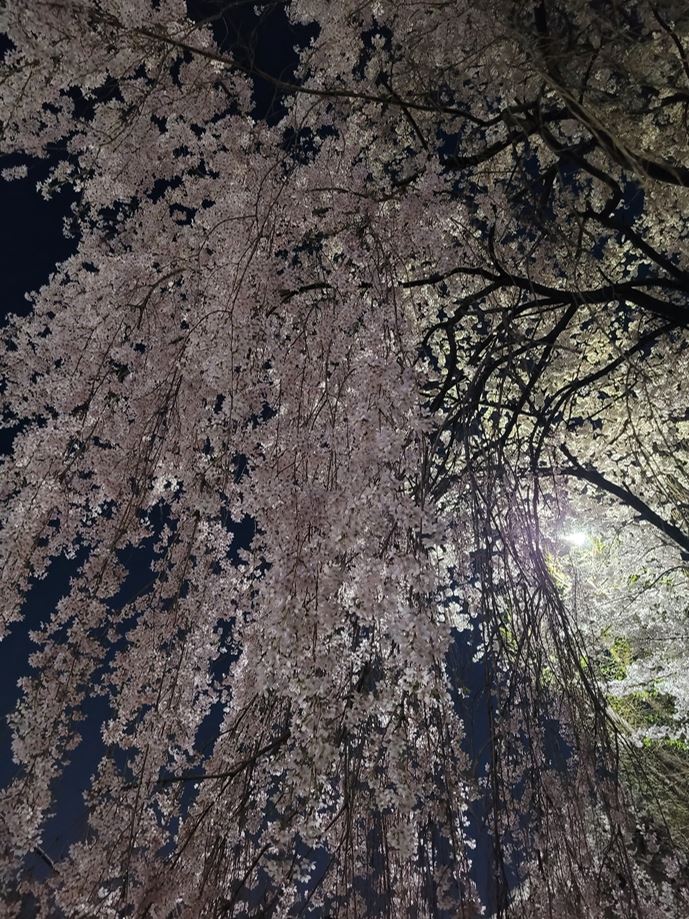 안양천 벚꽃 사진 명소