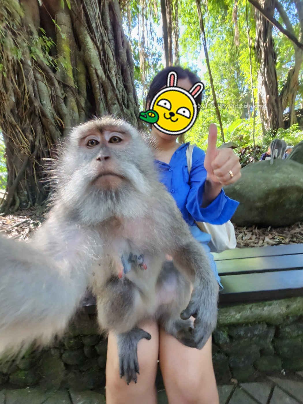 몽키포레스트