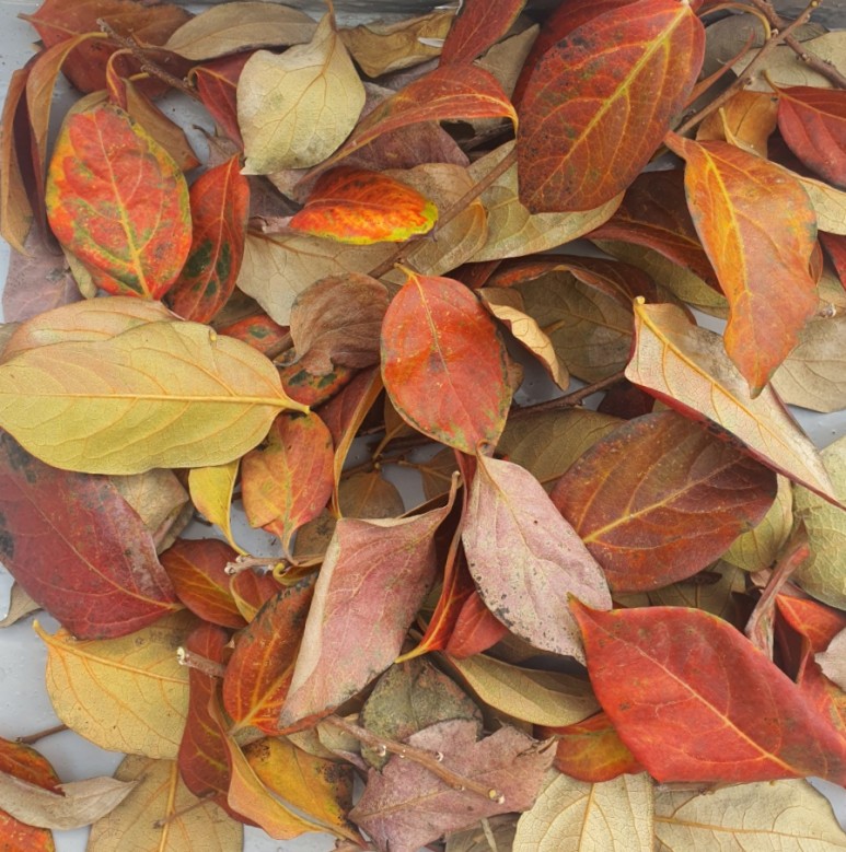 가을 감나무 사진 감나무의 5