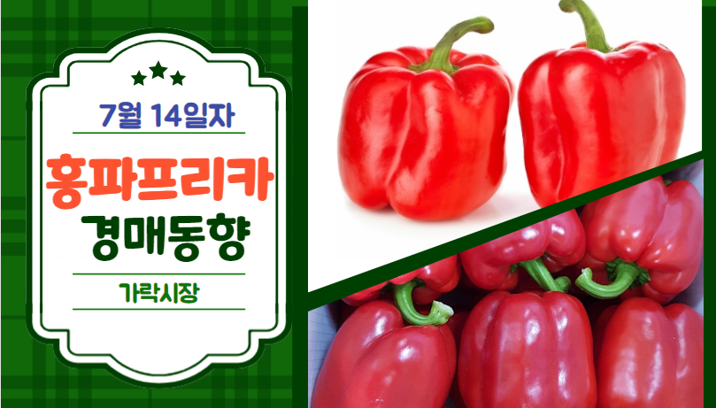  [경매사 일일보고] 7월 14일자 가락시장 홍파프리카 경매동향을 살펴보겠습니다!