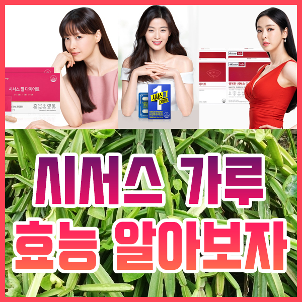  시서스 가루 효능 등 알아보자