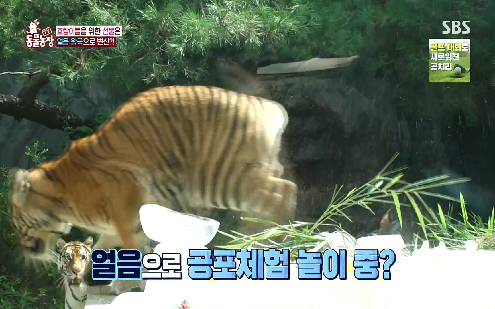 TV 동물농장.E1083.220821p.H264-F1RST.mp4_20220821_183658.298.jpg
