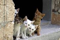 검은 고양이 꿈해몽