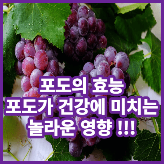  포도 효능,포도가 건강에 미치는 놀라운 영향 ! 포도 제철은 언제일까 ? 맛있는 포도 한송이 같이 드실래요 ?