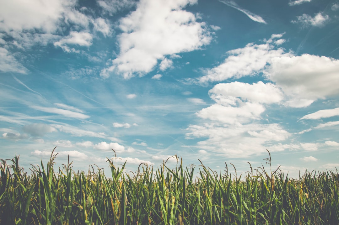 Grass