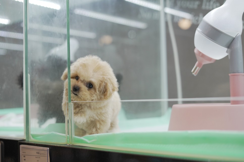 놀라운 외모 일산 강아지 분양 셀포메라니안 9