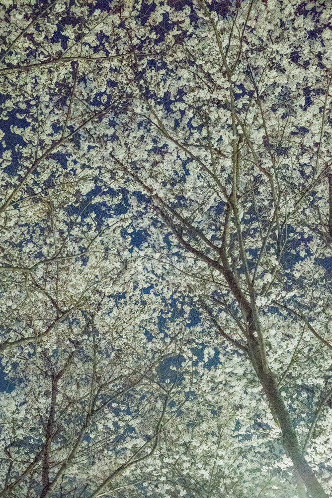 달디단 안양천 밤벚꽃
