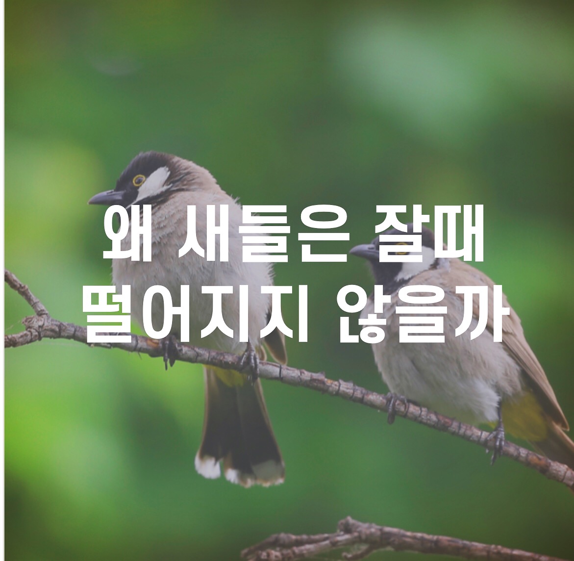  왜 새들은 나뭇가지에서 잘때 떨어지지 않을까