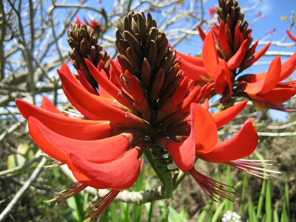 코랄트리(Erythrina): 산호 모양의 화려한 꽃