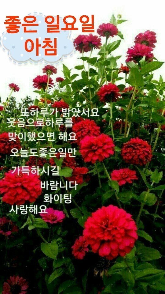 일요일 아침인사 이미지