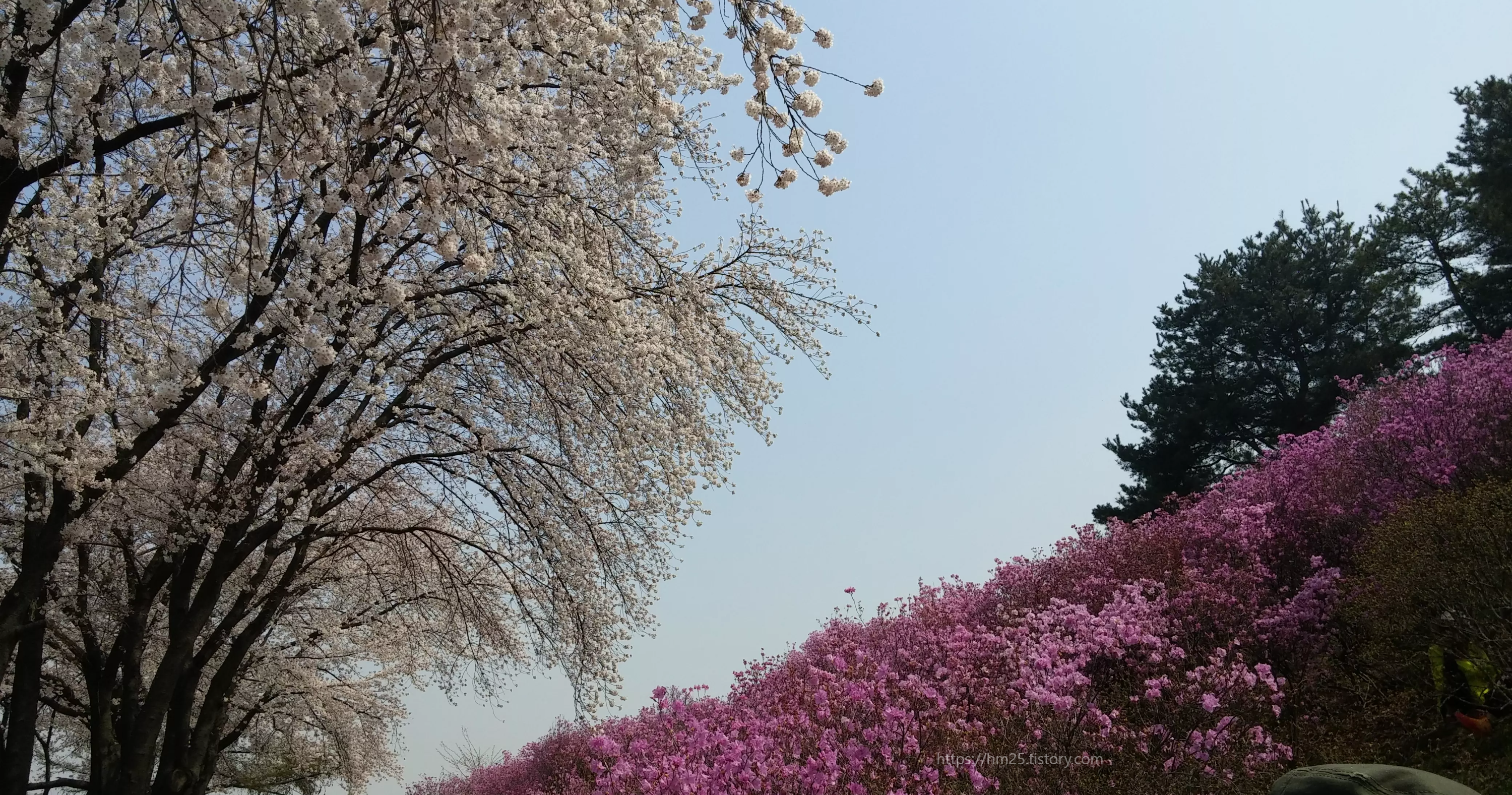 2015년에_촬영한_원미산_꽃동산