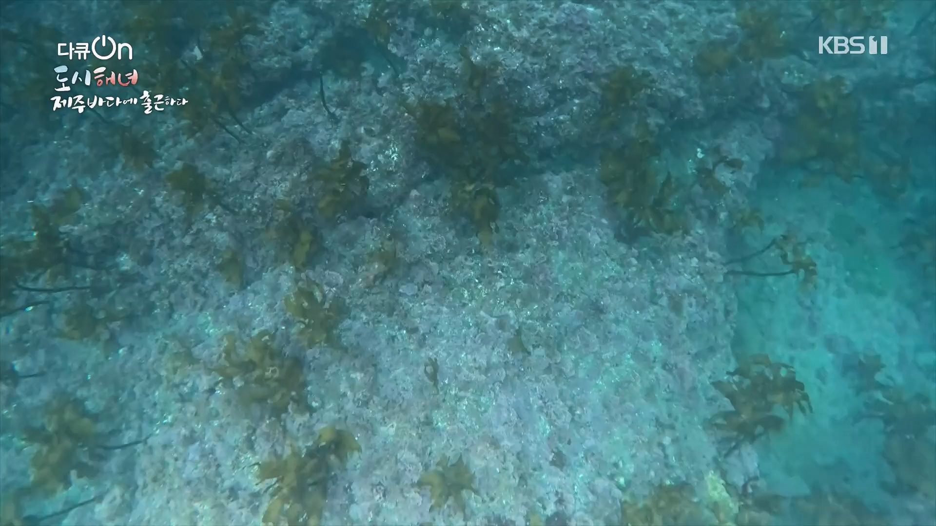 다큐 On.E197.230505p.H264-F1RST.mp4_20230507_133452.518.jpg