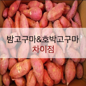 밤고구마&호박고구마 차이점, 영양성분 밤고구마&호박고구마 차이점, 영양성분