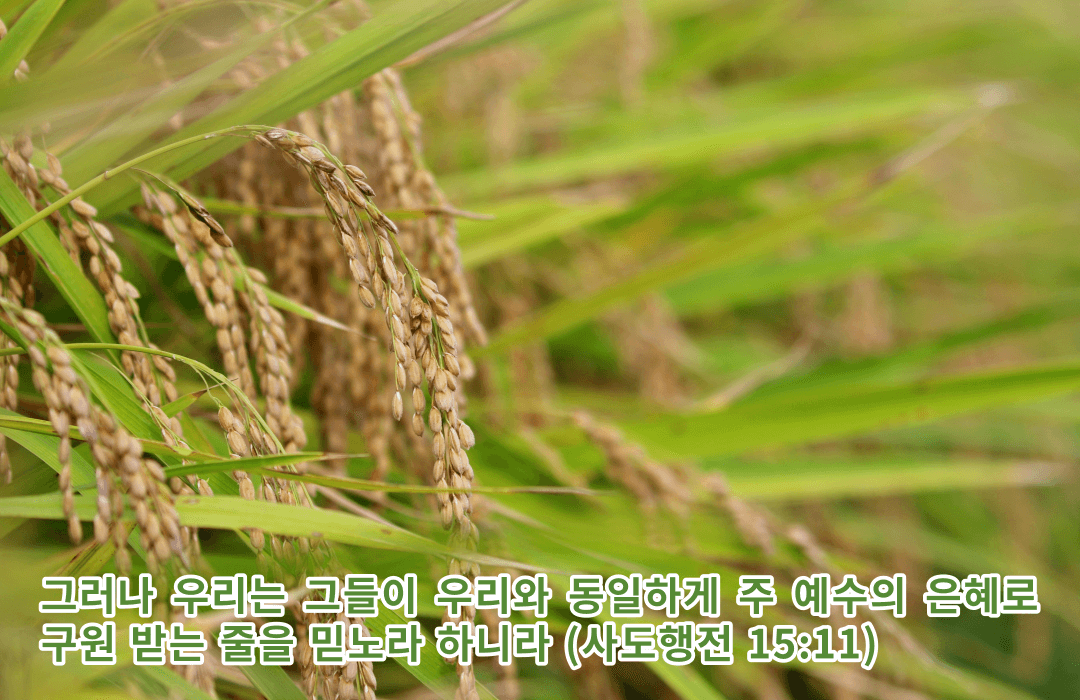 주 예수의 은혜로 구원 받는 줄을 믿노라