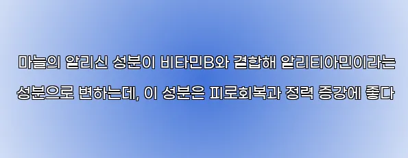  마늘의 알리신 성분이 비타민B와 결합해 알리티아민이라는 성분으로 변하는데, 이 성분은 피로회복과 정력 증강에 좋다