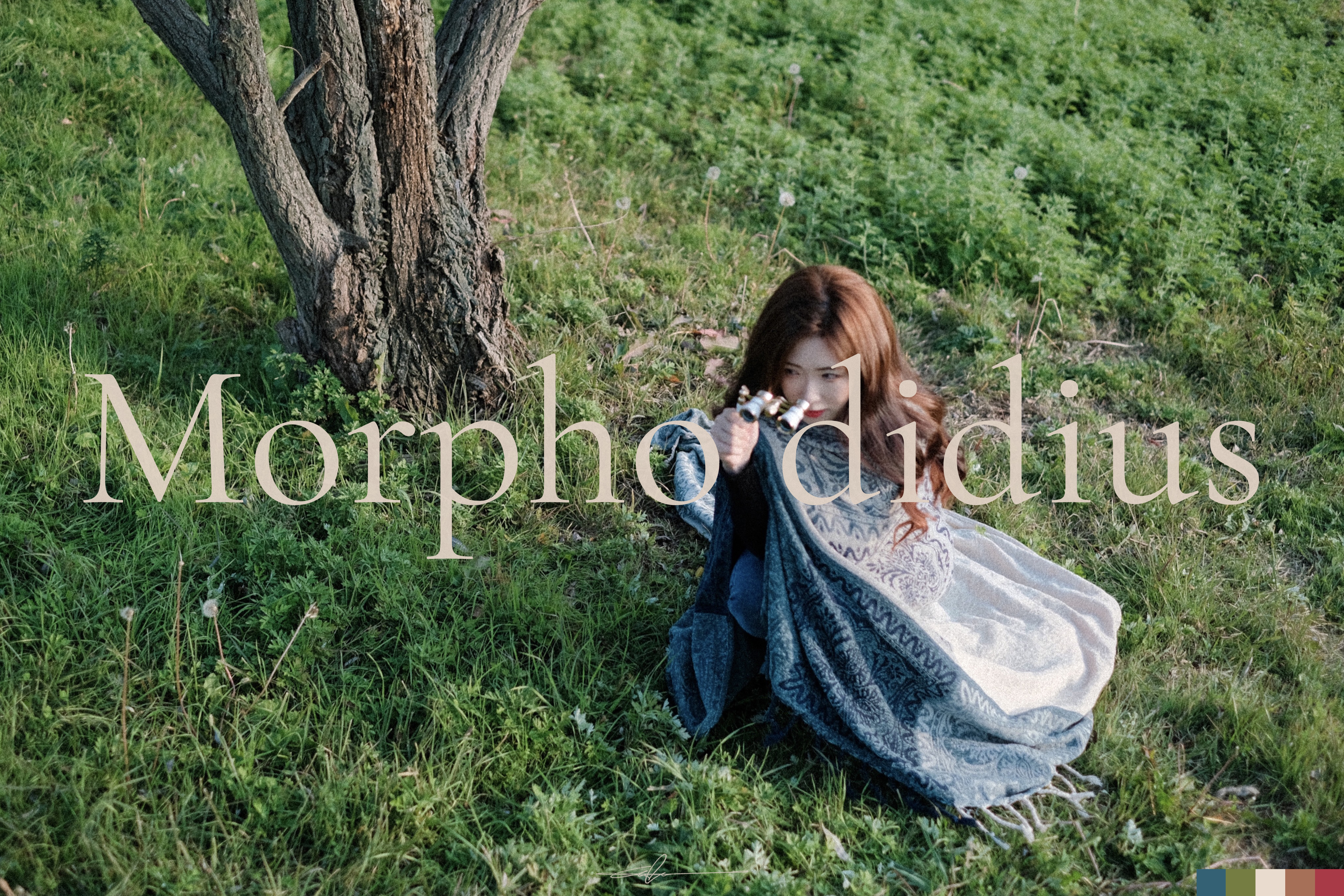  #E9DBCE_Morpho didius_04