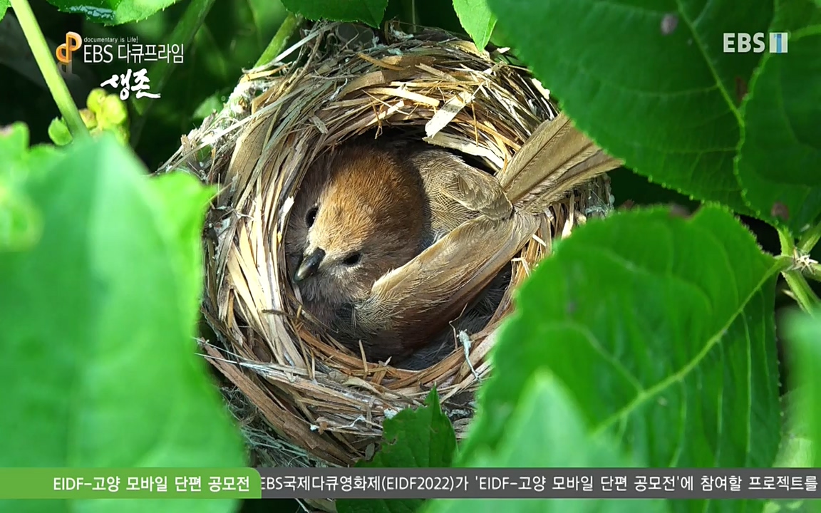 생존 3부_ EBS 다큐프라임_ 220629.avi_20220701_210751.181.jpg