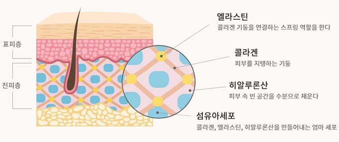 피부의 구조