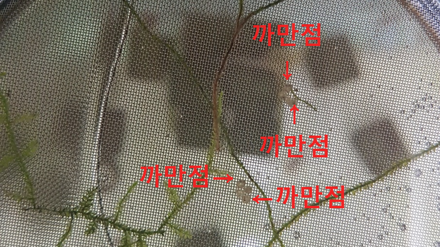 하스타투스 유정란 무정란 구분하기 + 알/치어 관리 - 유정란의 변화 하스타투스 유정란 무정란 구분하기 + 알/치어 관리 - 유정란의 변화