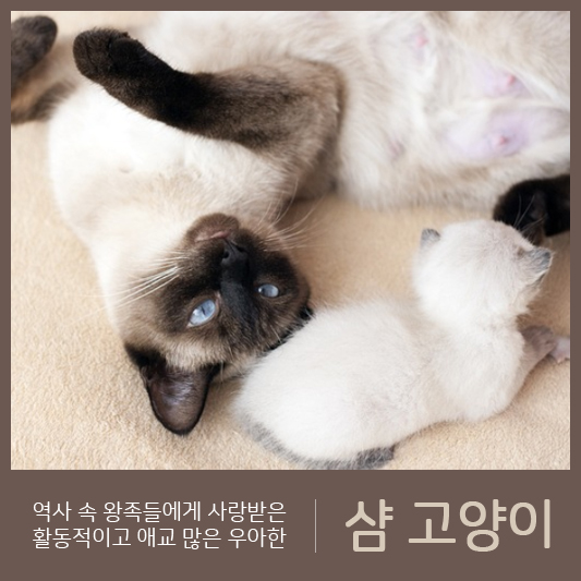 샴-고양이-CAT-반려묘