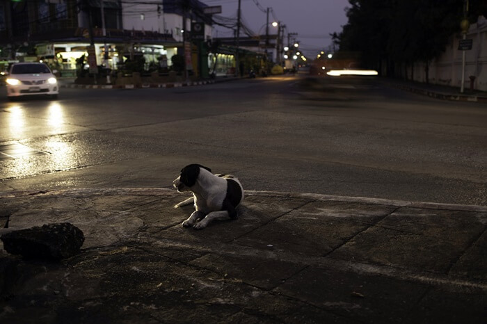 밤에 차도옆 길가에 앉아 누군가를 기다리는 개 한마리