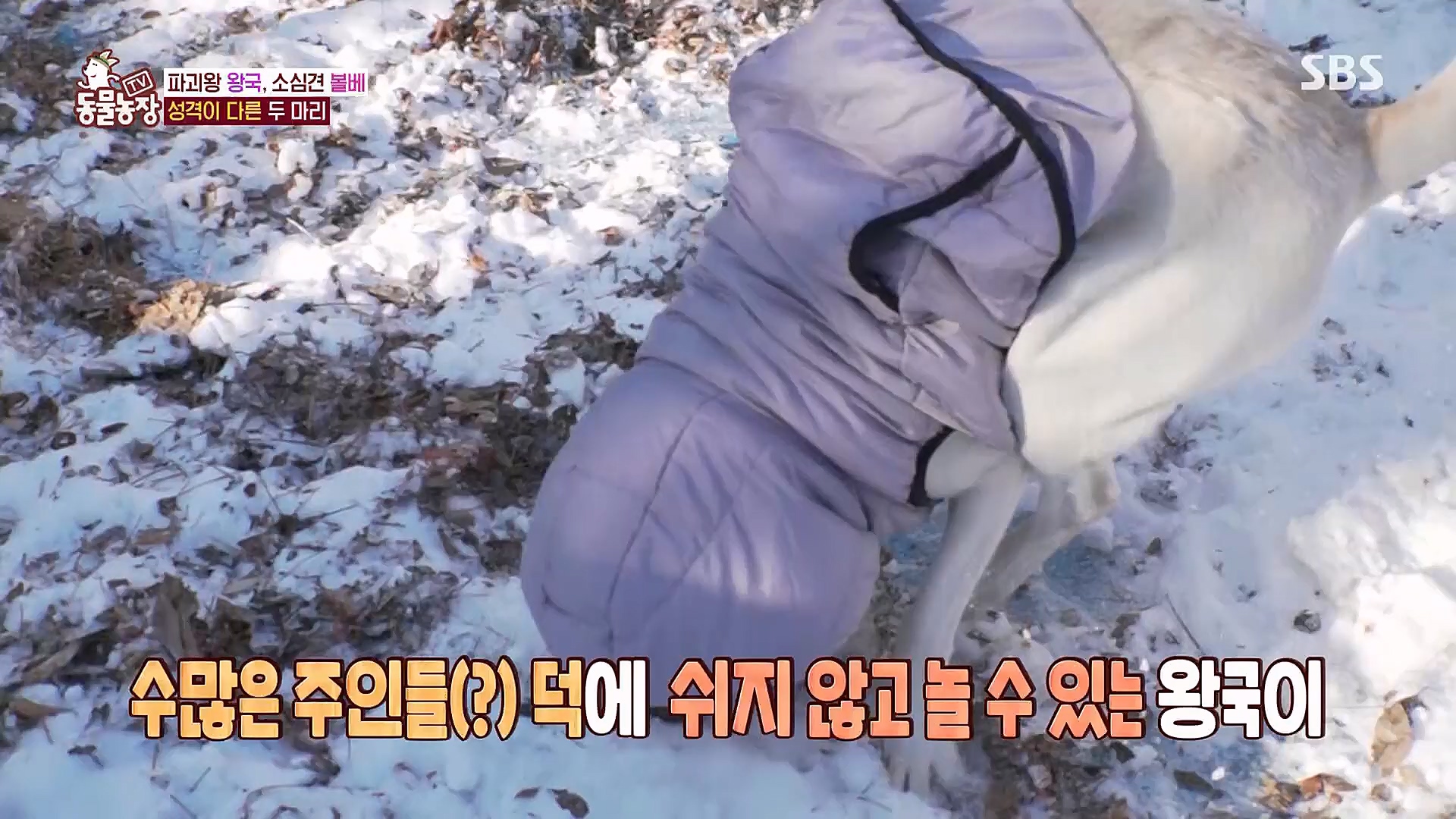 TV 동물농장.E1106.230129p.H264-F1RST.mp4_20230130_192727.070.jpg