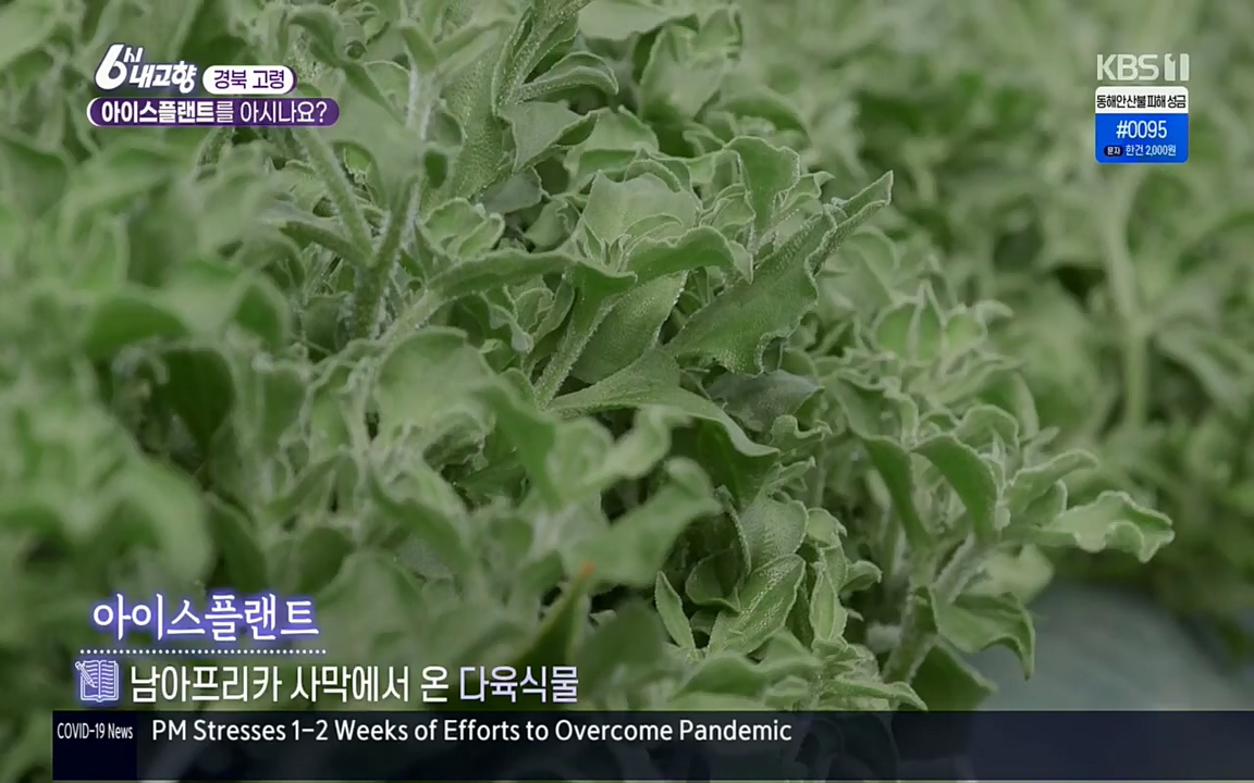 6시 내고향.E7498.220329p.H264-F1RST.mp4_20220329_181350.418.jpg