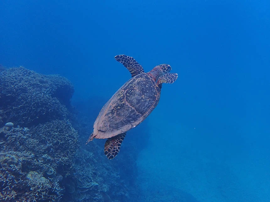 케라마 제도에서 본 바다거북