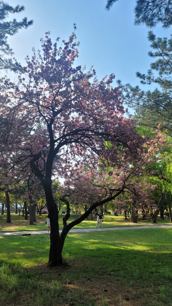 국립 경주 박물관 아이들과 경주여행 : 3년만의 경주. ㅡ 소노벨경주, 24